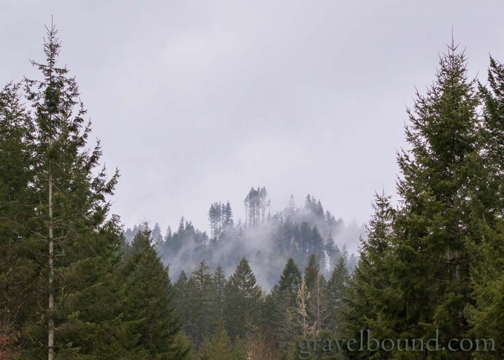 Mist and Fog in the Trees at Capital State Forest