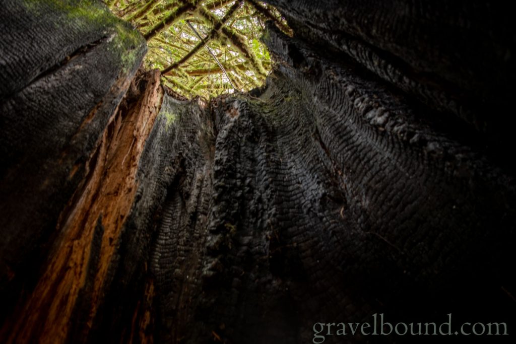 Charred inside of cedar stump