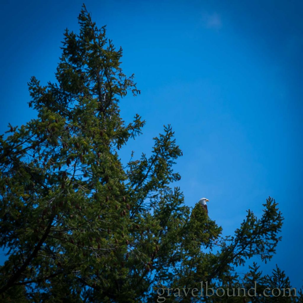 Bald Eagle Nestled in the Tree Branches