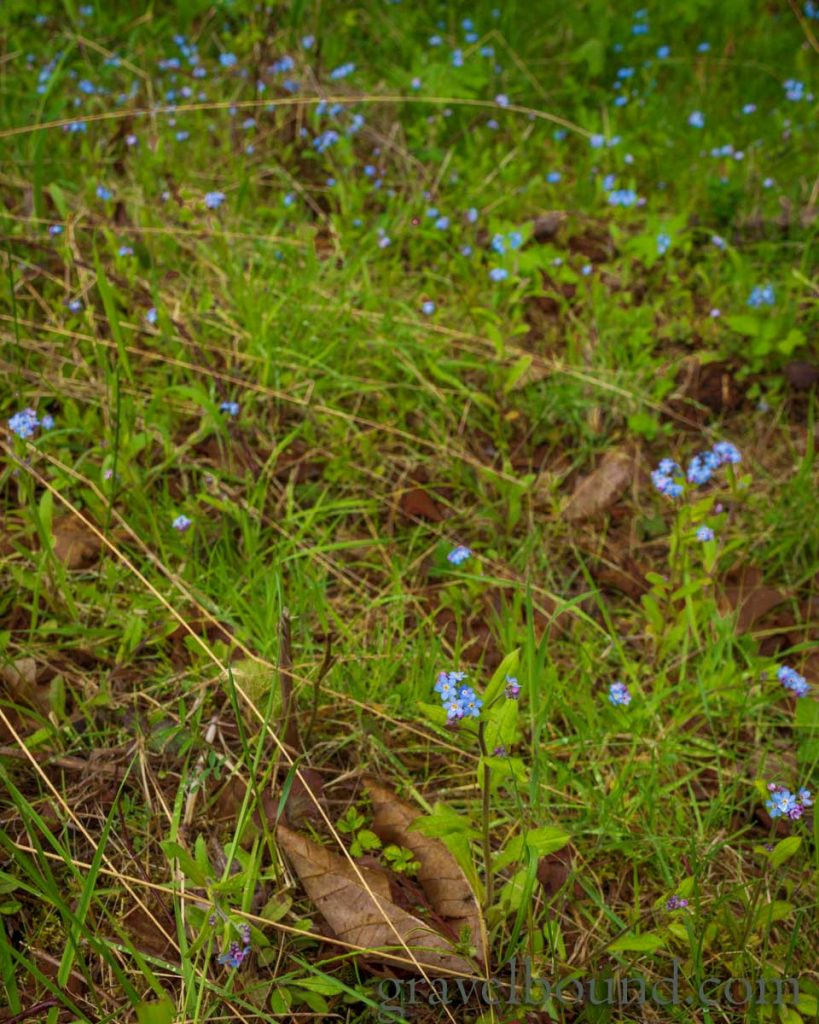 Patch of Blue Forget-Me-Nots