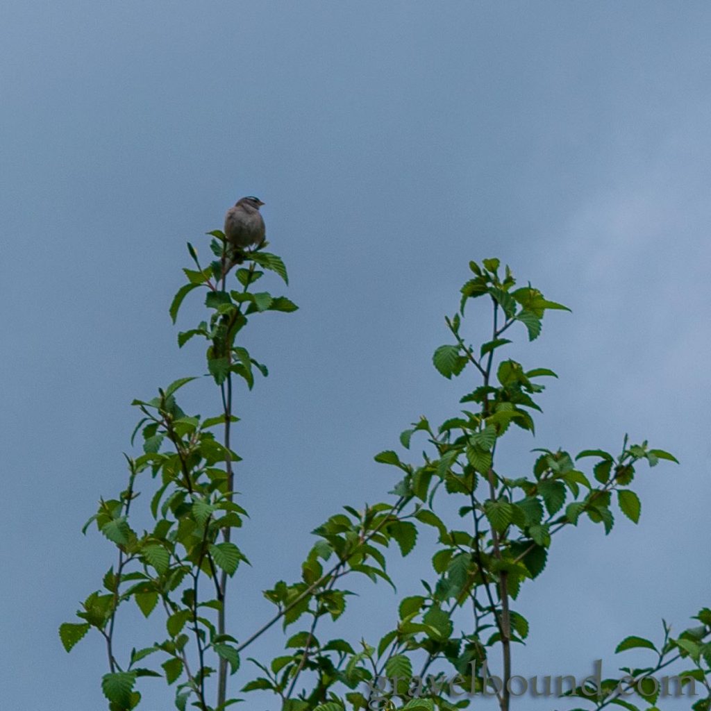 Unkown Bird Resing on the Top of a Tree