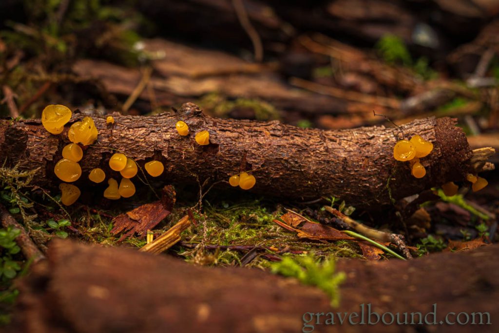 Small Orange Fungus on a Fallen Tree Branch