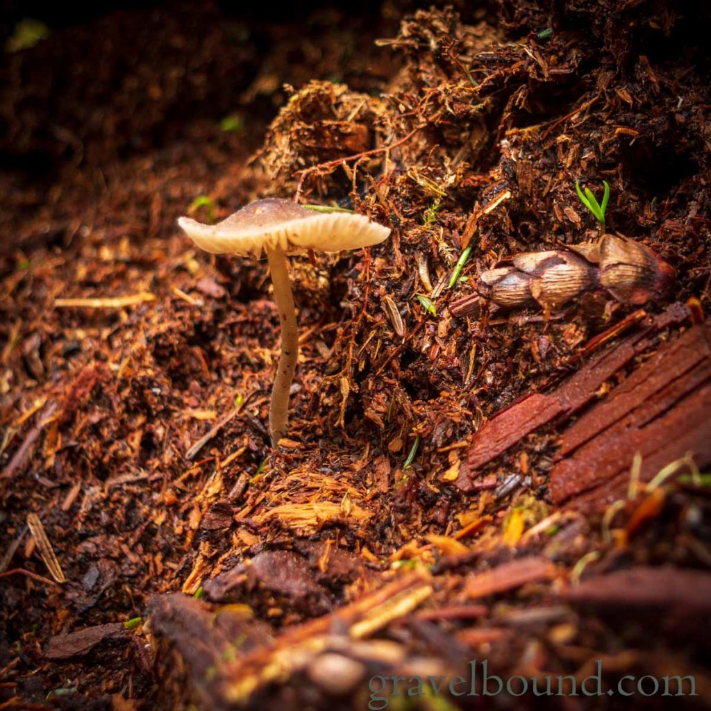 Mushrooms Growing From the Forest Debris