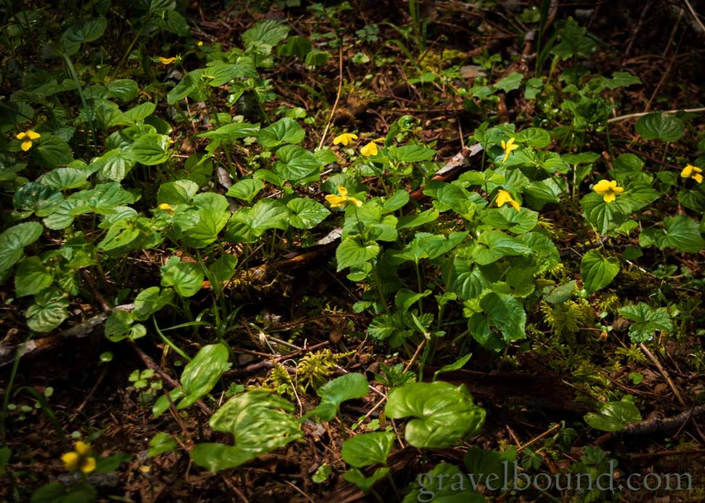 Flowers and Greenery on the Forest Floor