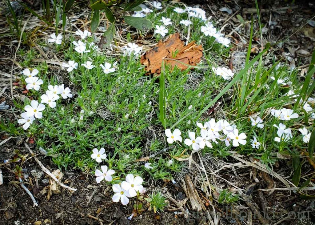 Some small white wildflowers blooming in early spring