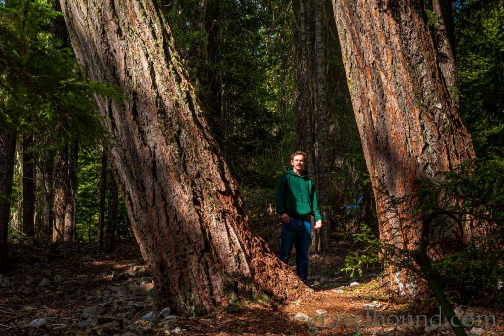 Danny standing next to some giant trees