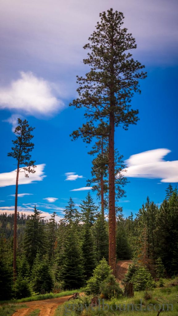Ponderosa Pine with Clouds Behind