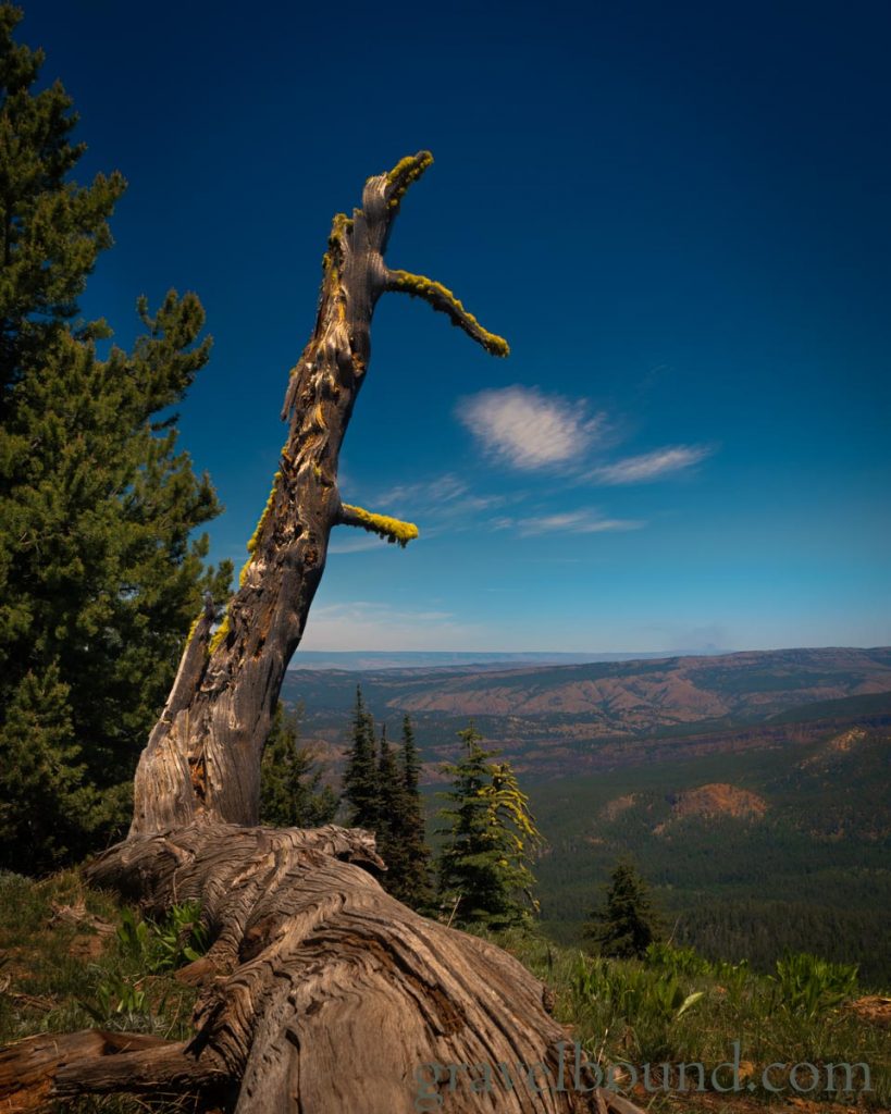 Twisted Deadfall Tree with Sweeping Views Behind