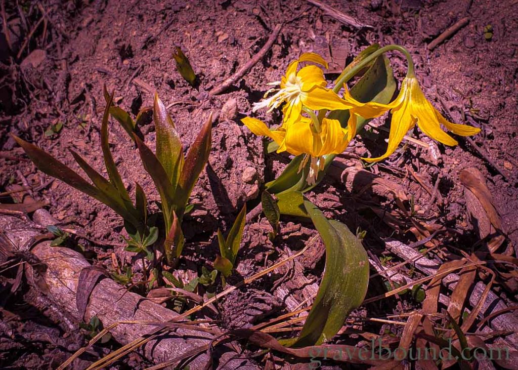 Yellow Avalance Lily - Erythronium Grandiflorum