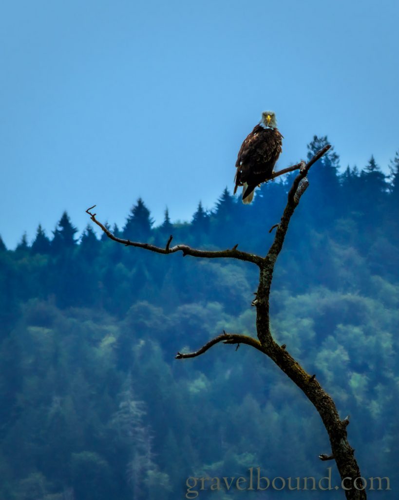 Bald Eagle Posing for a Photograph