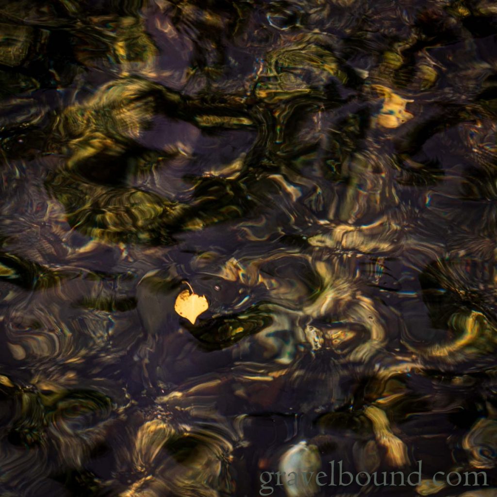 Leaf Floating in the Clear Hood Canal Water