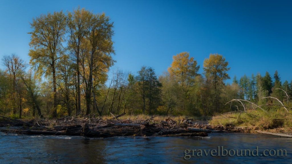 Colorful Cottonwoods on the banks of the Satsop River