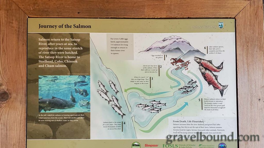 Journey of Salmon on the Satsop River