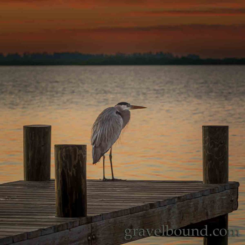 Blue Heron chilling on the dock in the morning light
