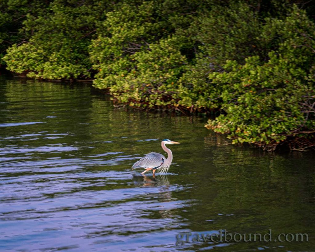 Great Blue Heron on the Banana River