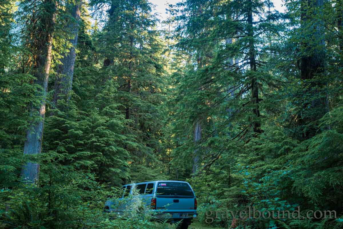 GMC in the Olympic Forest