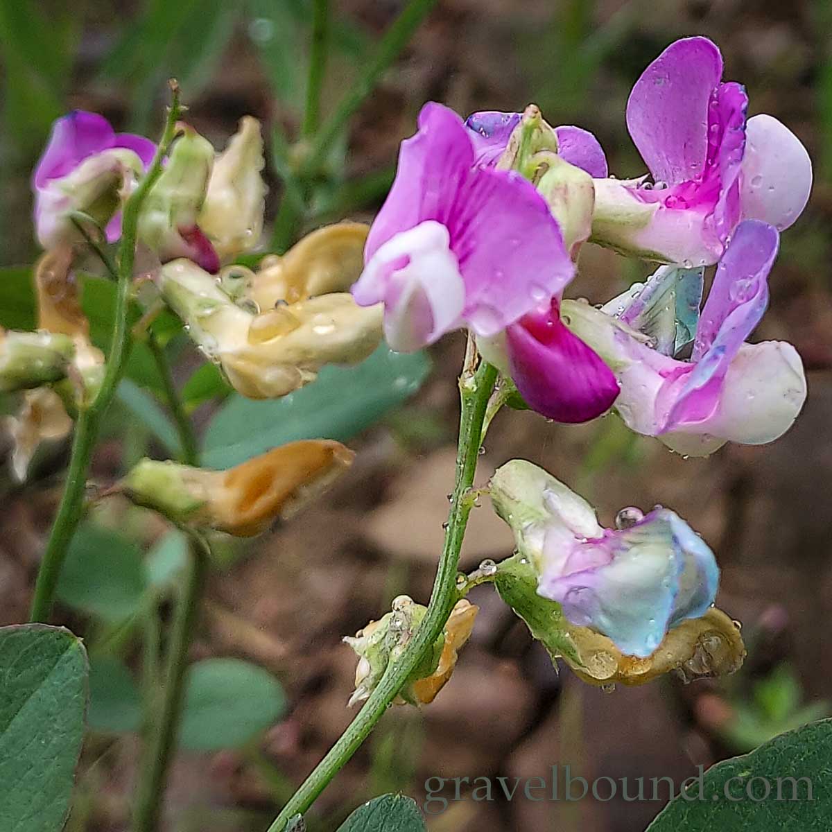 Closeup on Purple Wildflower