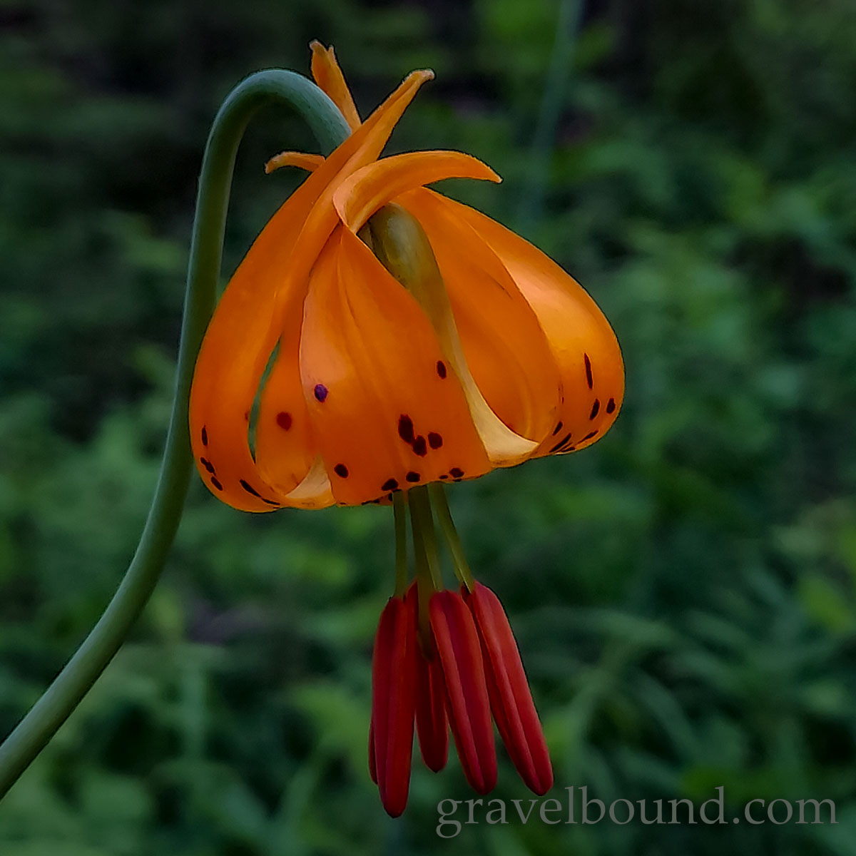 Tiger Lily - Lilium columbianum